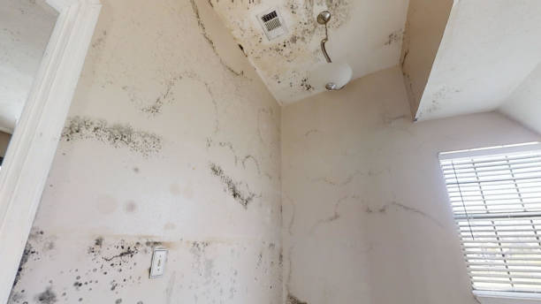 Professional Mold Removal in Garden Plain, KS